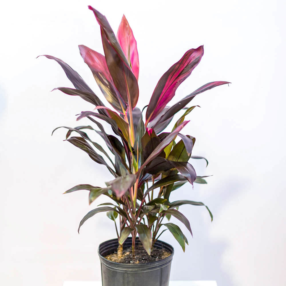 10in Cordyline Red Sister