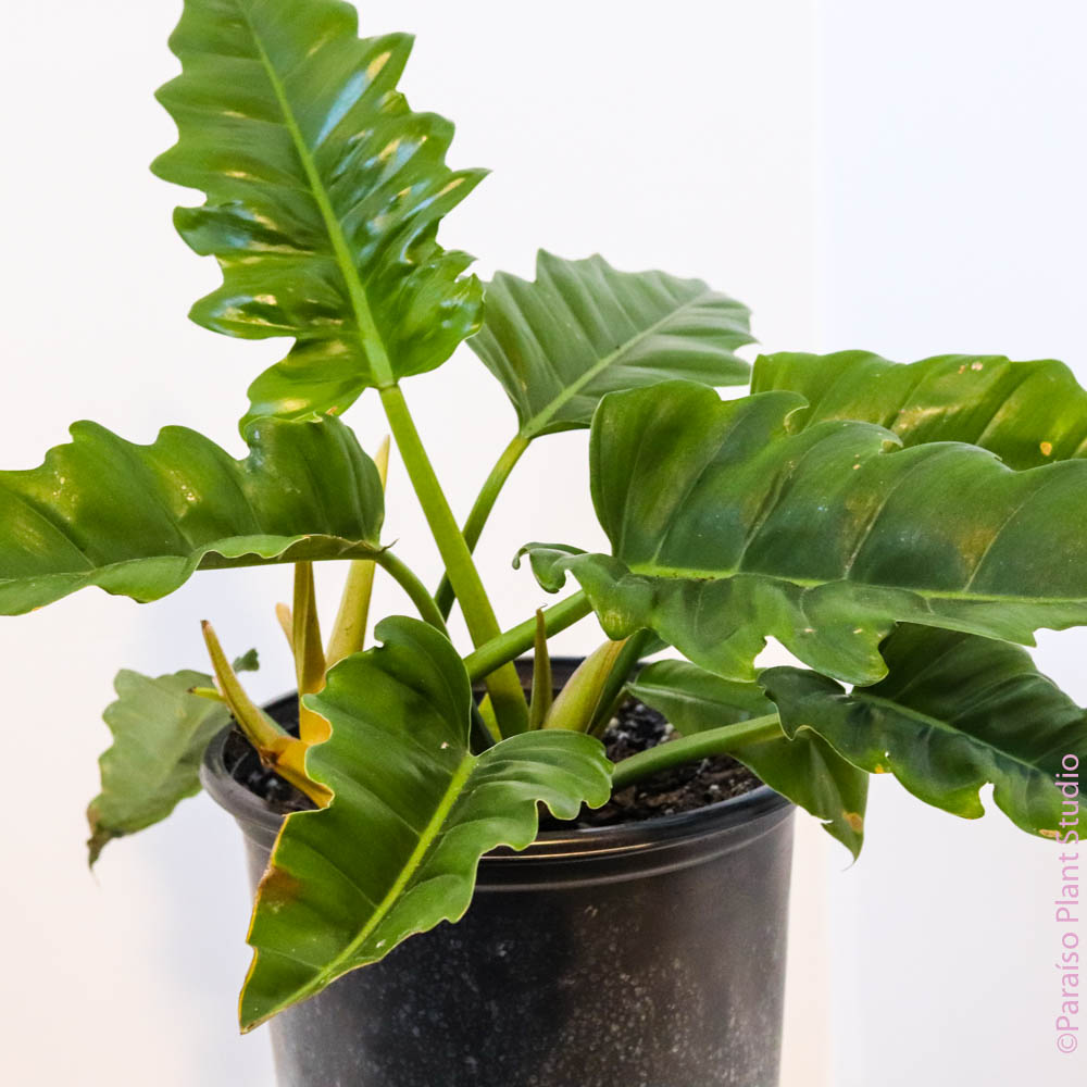 philodendron jungle boogie for sale 10in Philodendron Jungle Boogie – Paraíso Plant Studio