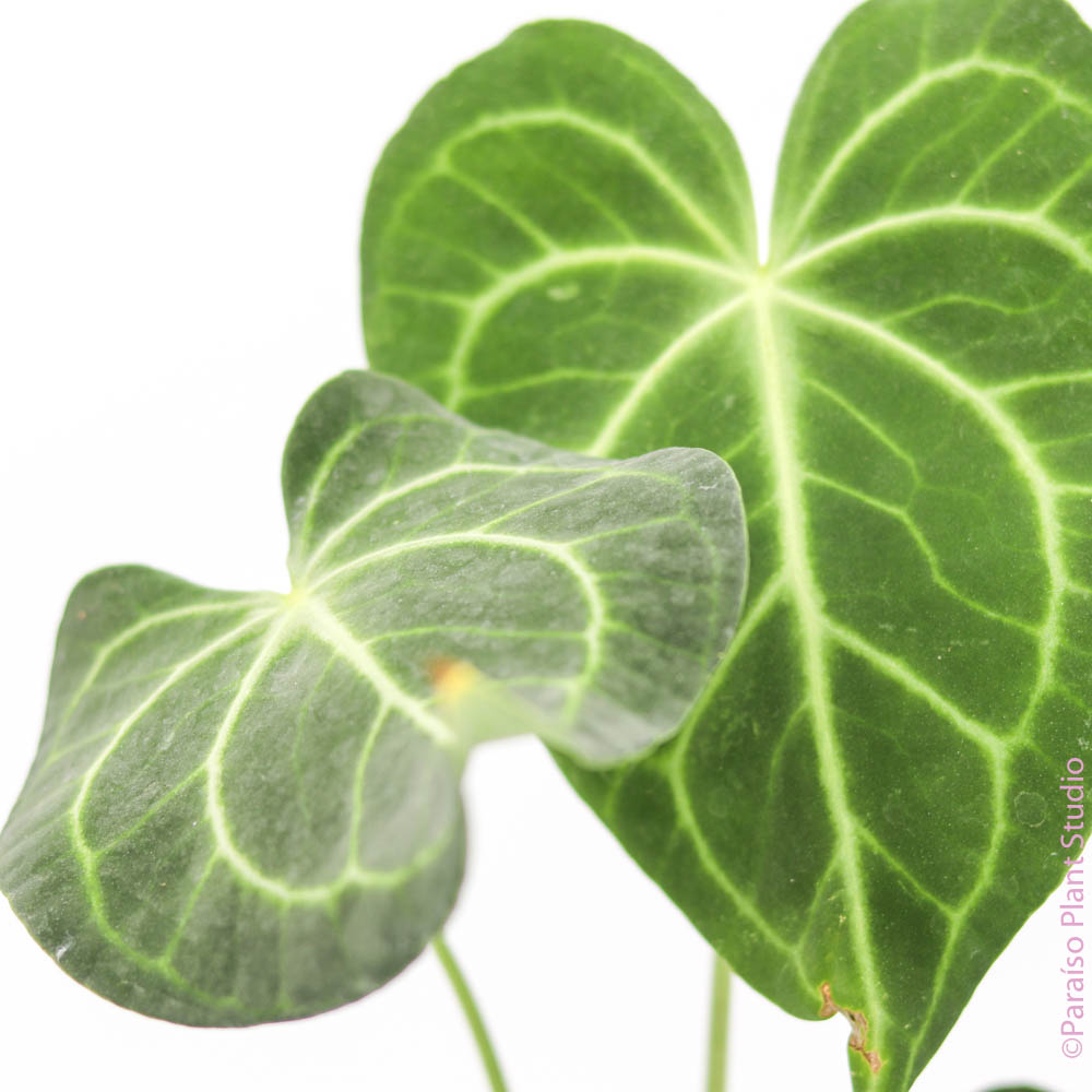 anthurium clarinervium preço Anthurium Clarinervium – Paraíso Plant Studio