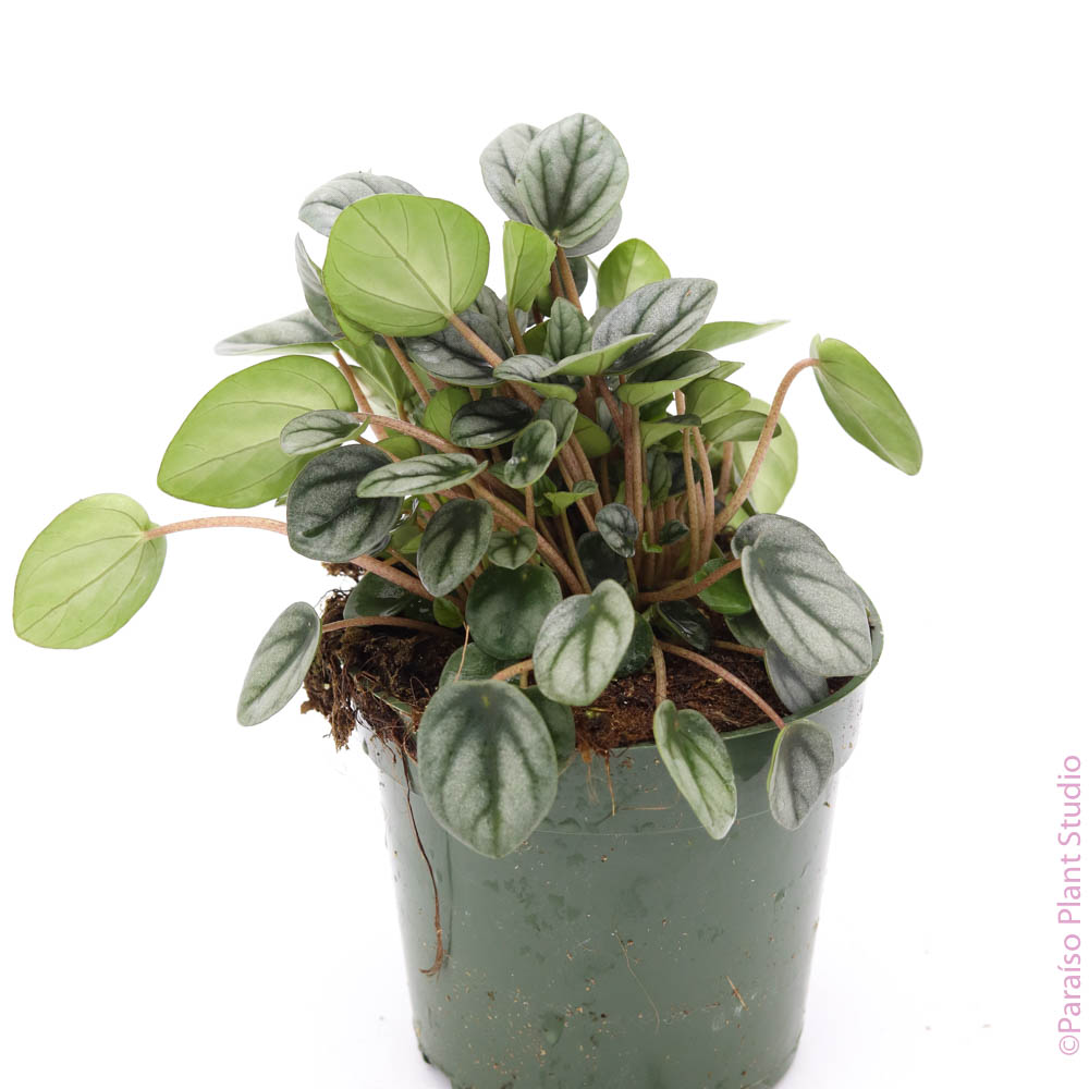 Potted 4in Peperomia 'Little Toscani'