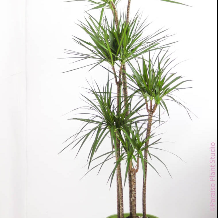 dracaena chinto Dracaena Marginata Cane
