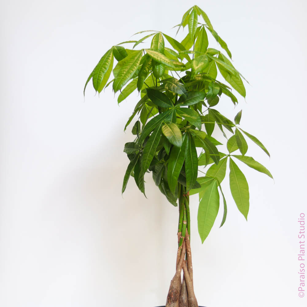 the money tree pdf Pachira aquatica 'Braided Money Tree'