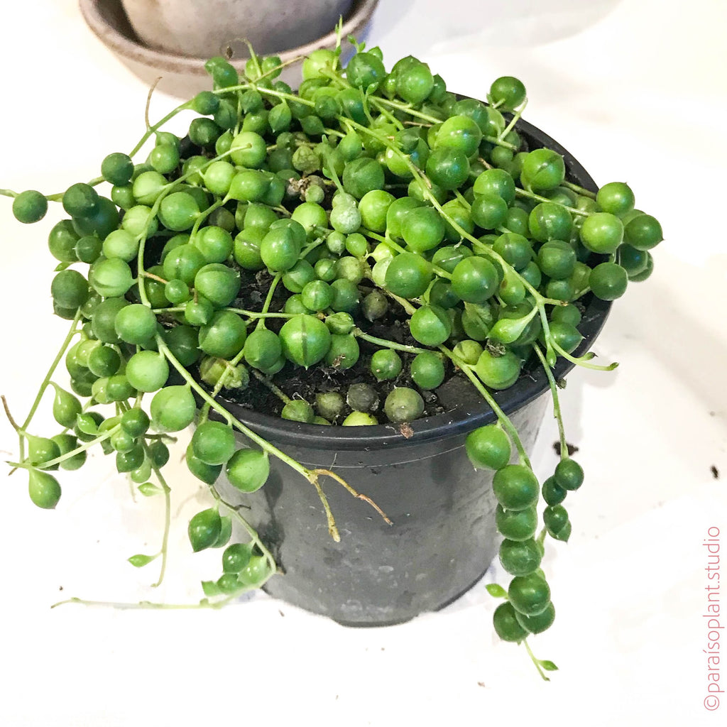 4in String of Pearls with small round leaves sitting on a white table.