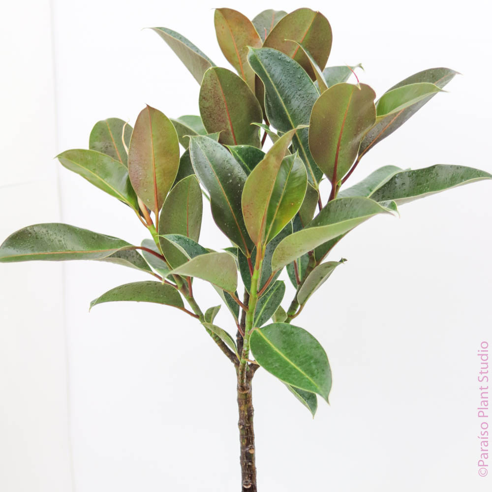 10in Ficus Moclame