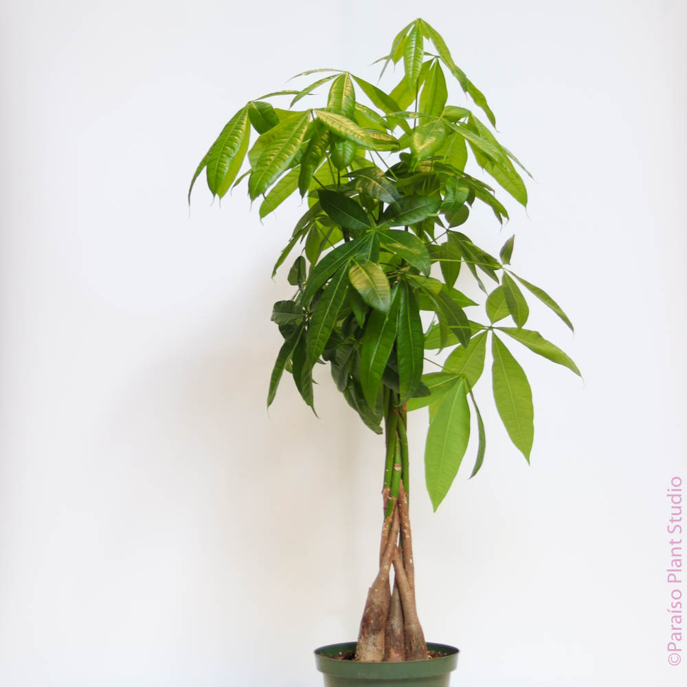 money tree with 8 leaves Pachira aquatica 'Braided Money Tree'