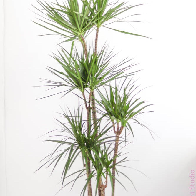 dracaena marginata online Dracaena Marginata Cane