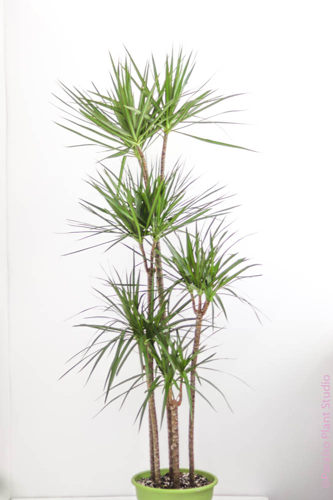 dracaena marginata types Dracaena Marginata Cane