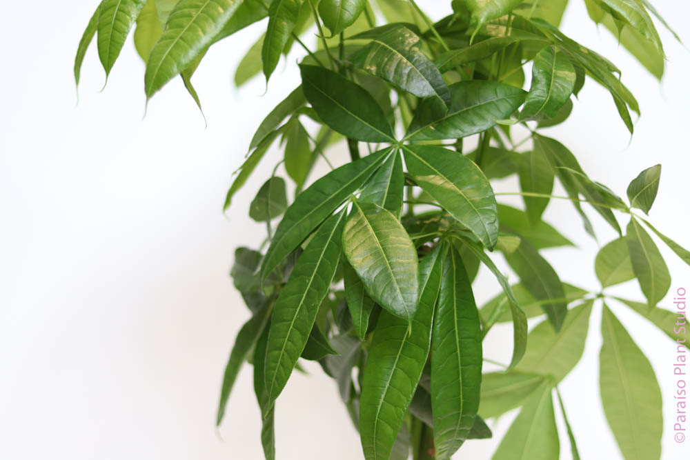 money tree 6 leaves Pachira aquatica 'Braided Money Tree'
