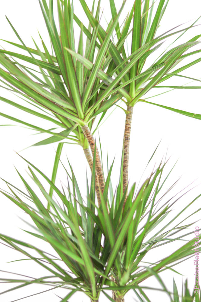 dracaena marginata skötsel Dracaena Marginata Cane