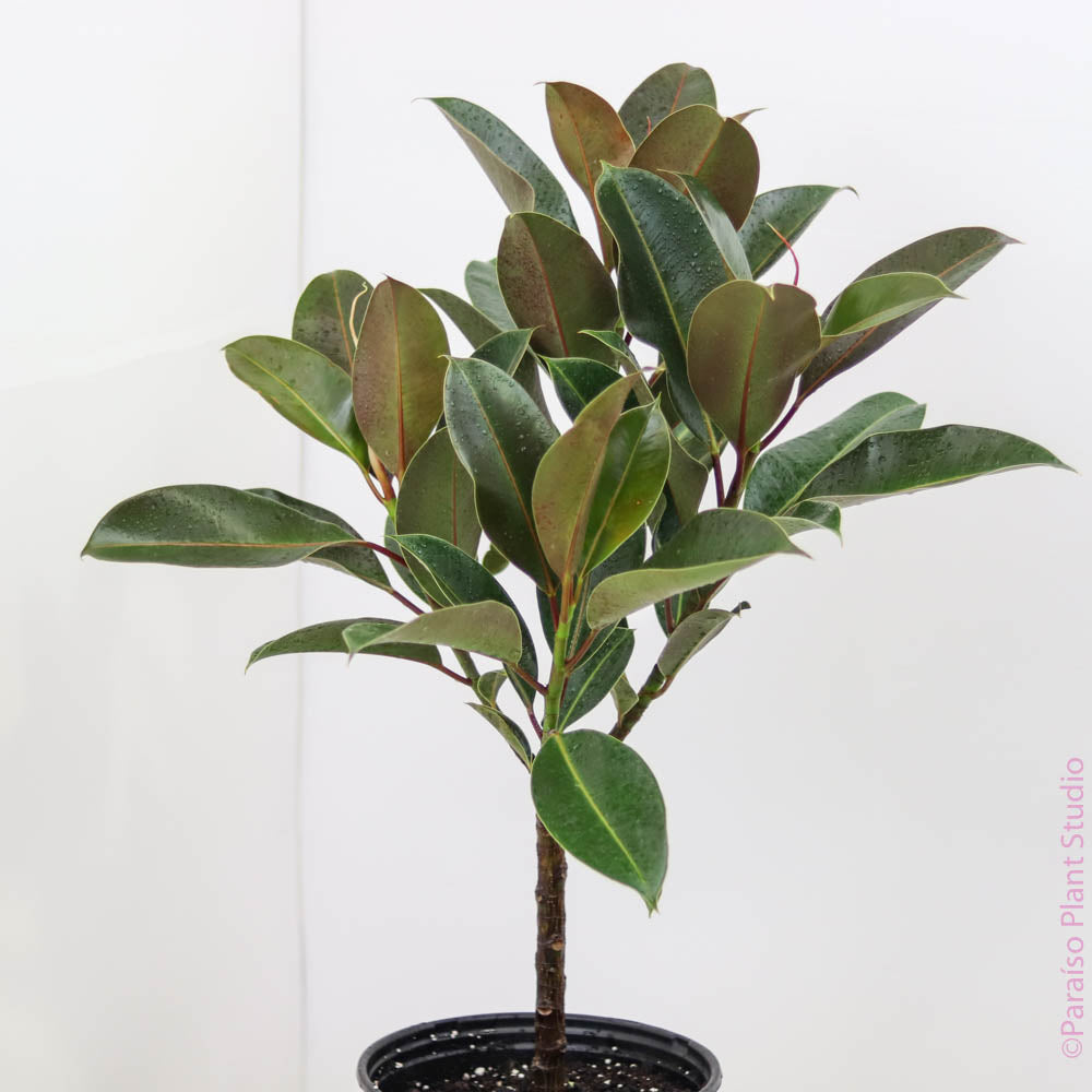 rubber tree melany 10in Ficus Melanie Standard