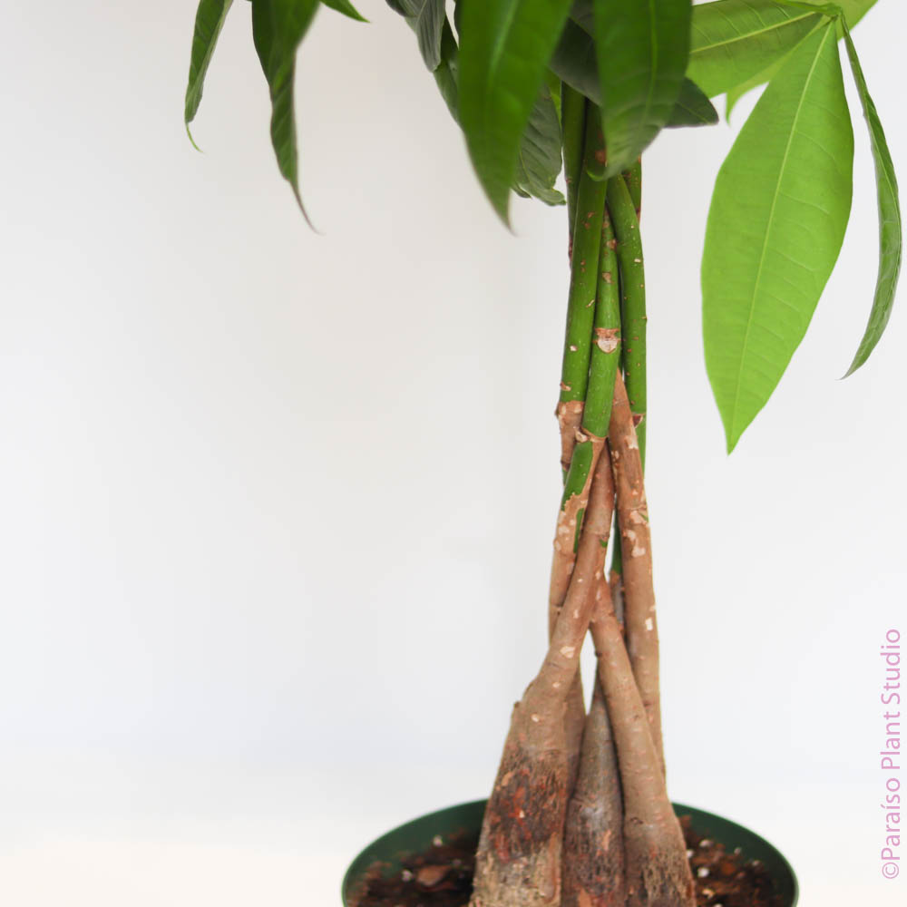 is braided money tree toxic to cats Pachira aquatica 'Braided Money Tree’