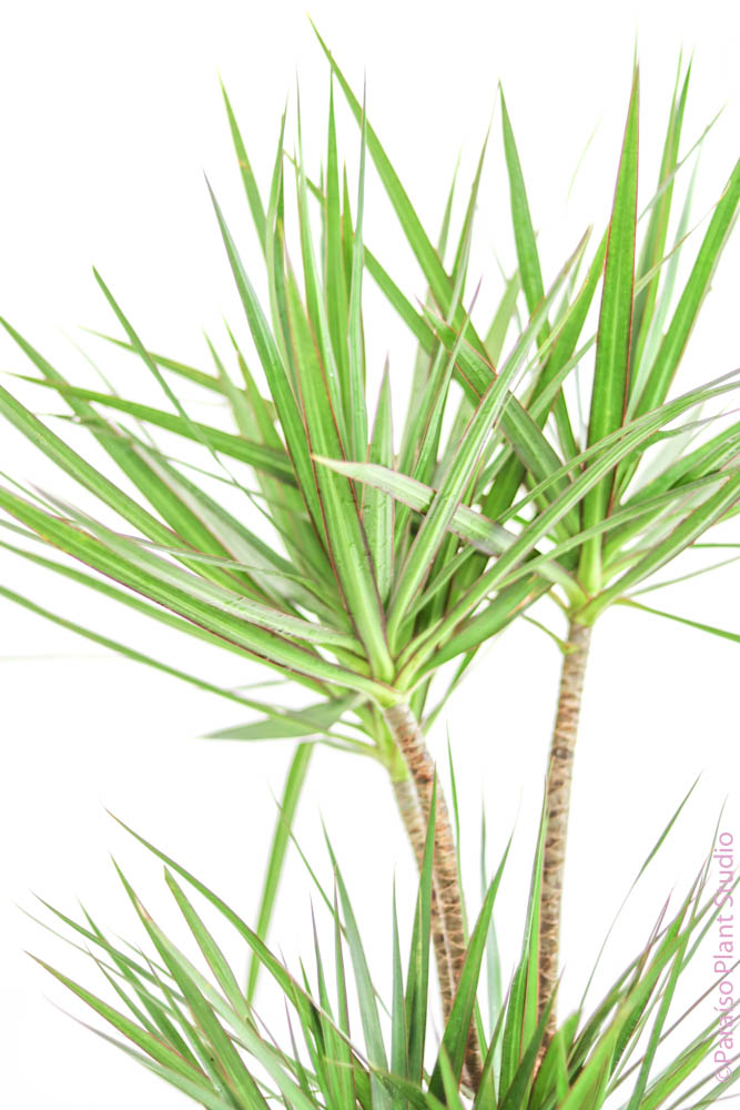 dracaena cane marginata Dracaena Marginata Cane