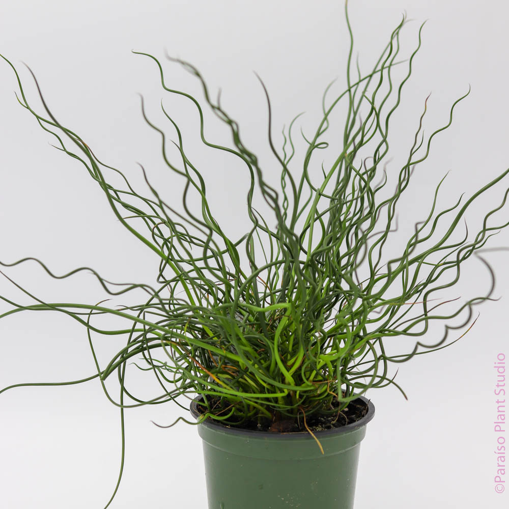 curly succulent plants Juncus effusus spiralis (Corkscrew Rush) 4" ct
