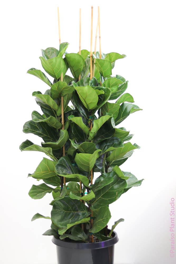 fiddle leaf fig bay area 15gal Ficus Lyrata "Fiddle Leaf Fig" Column