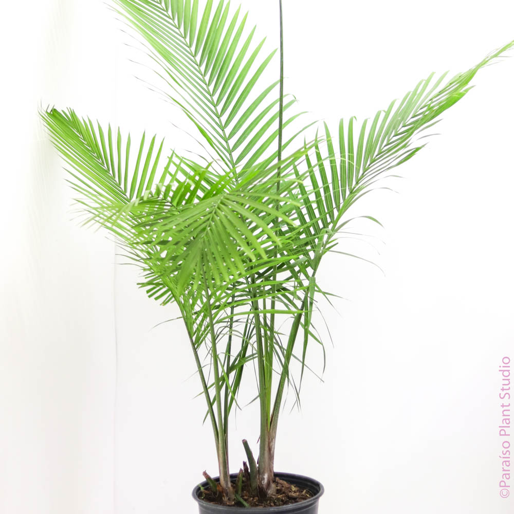 ravenea plant indoor 12in-14in Majesty Palm – Paraíso Plant Studio