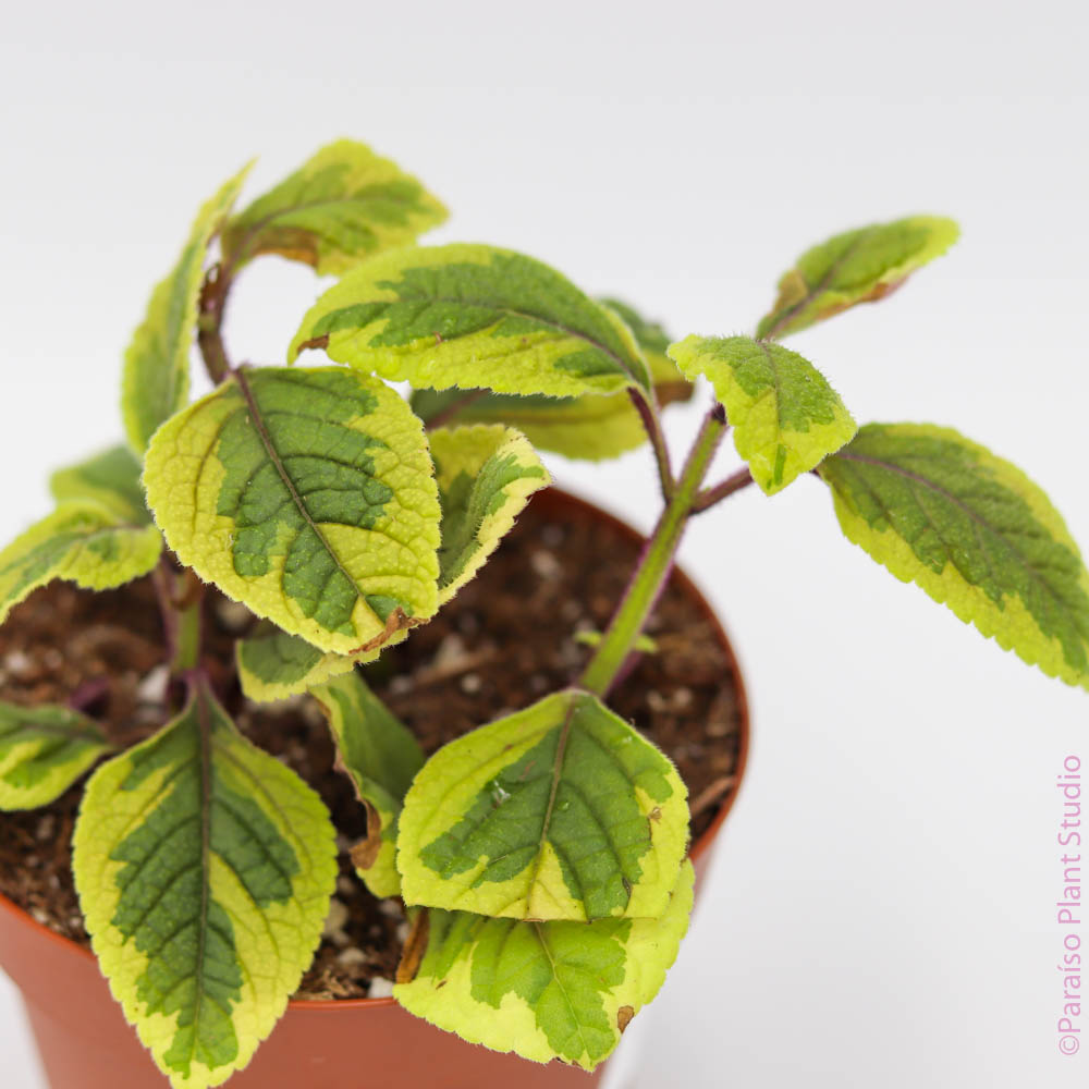 creeping charlie house plant 4in Creeping Charlie Gold