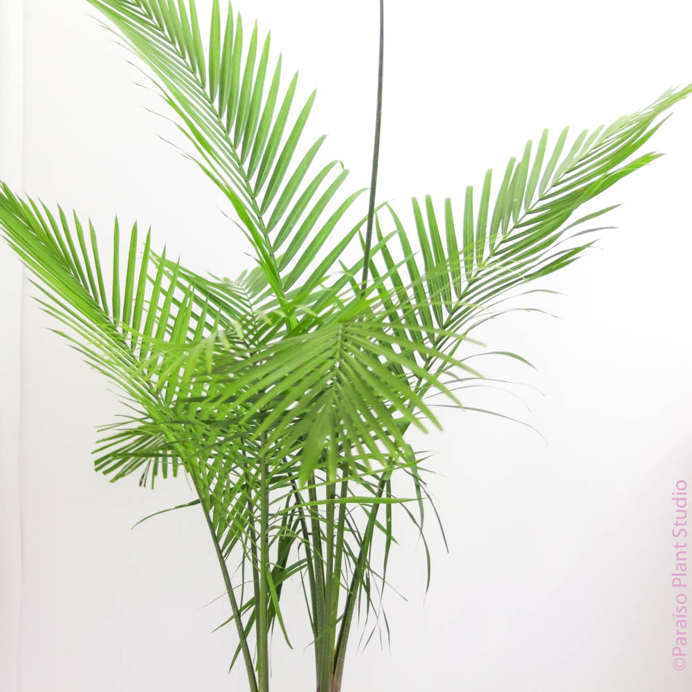 ravenea potted plant majesty palm 12in-14in Majesty Palm – Paraíso Plant Studio