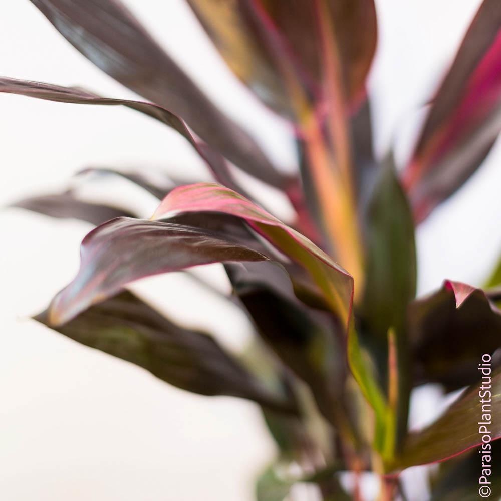 10in Cordyline Florica – Paraíso Plant Studio