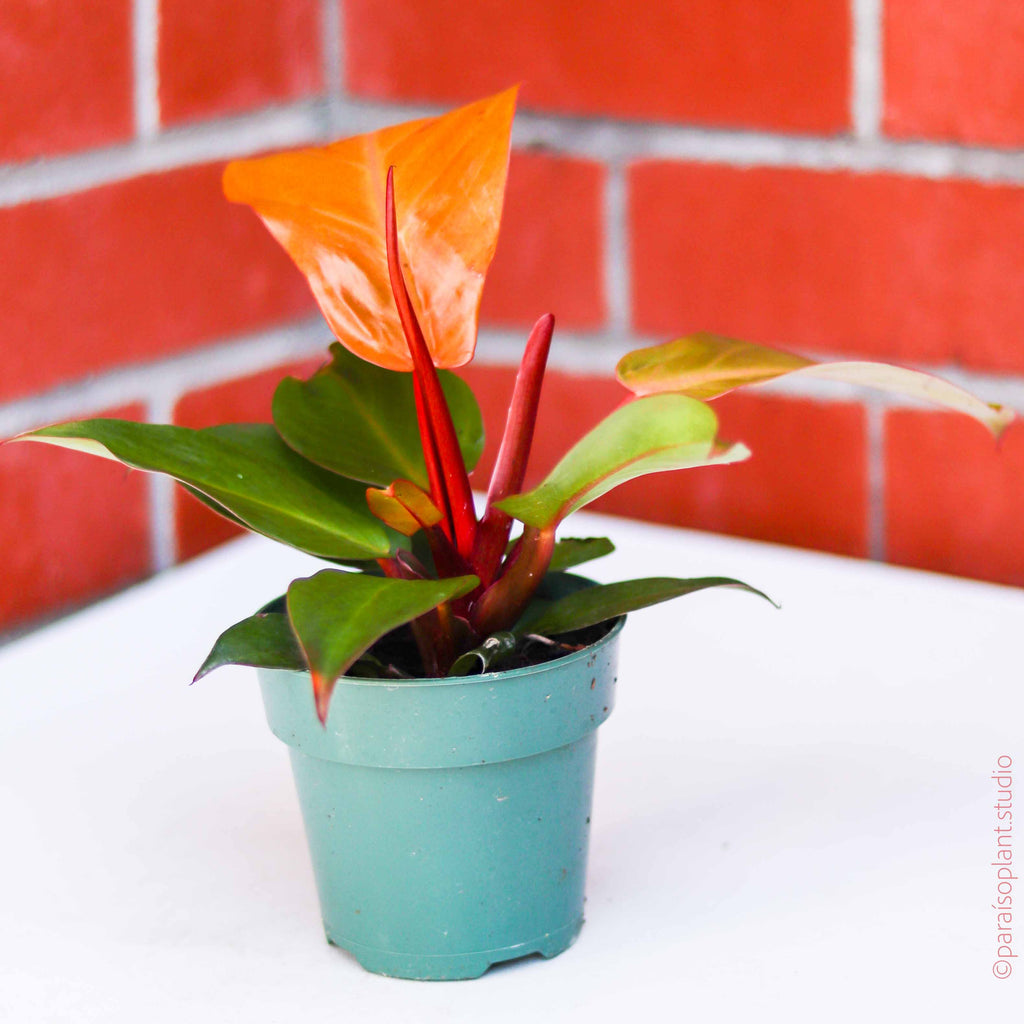 anthurium prince of orange 4in Philodendron 'Prince of Orange' – Paraíso Plant Studio