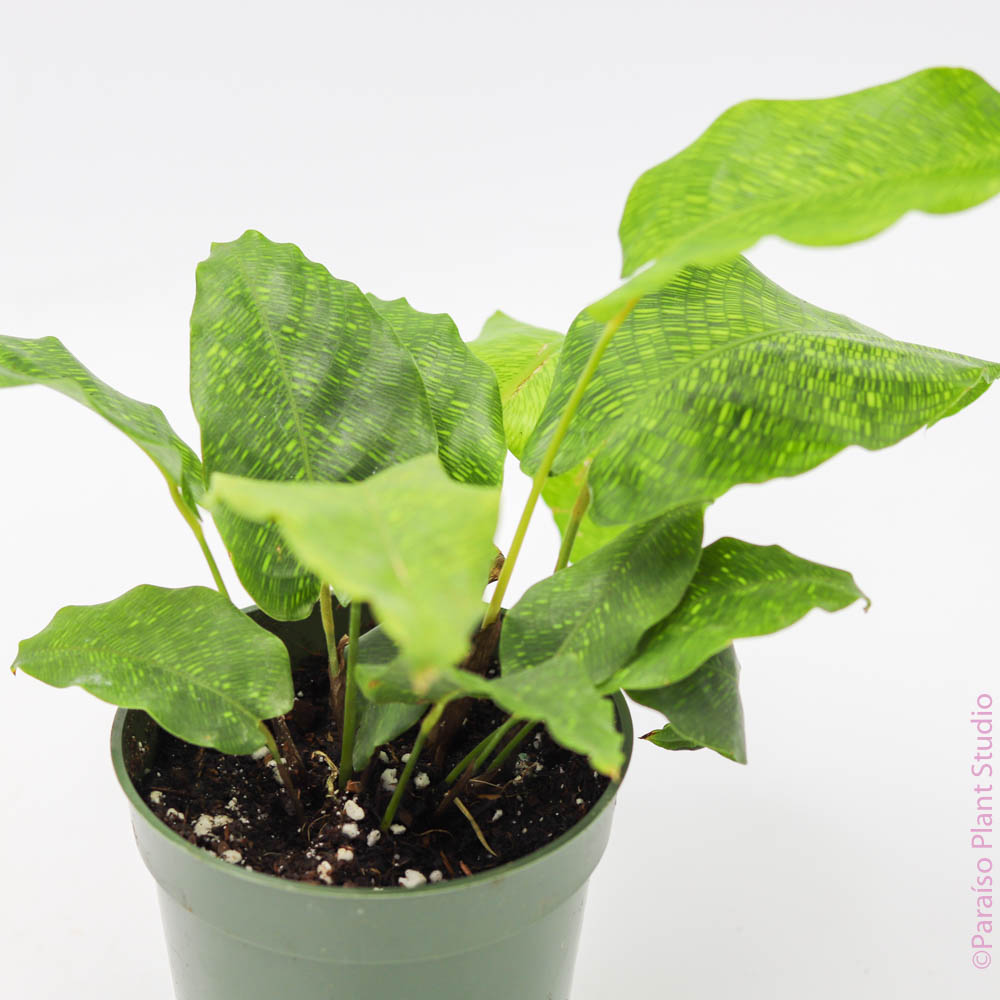 philodendron musaica Calathea musaica 4 IN