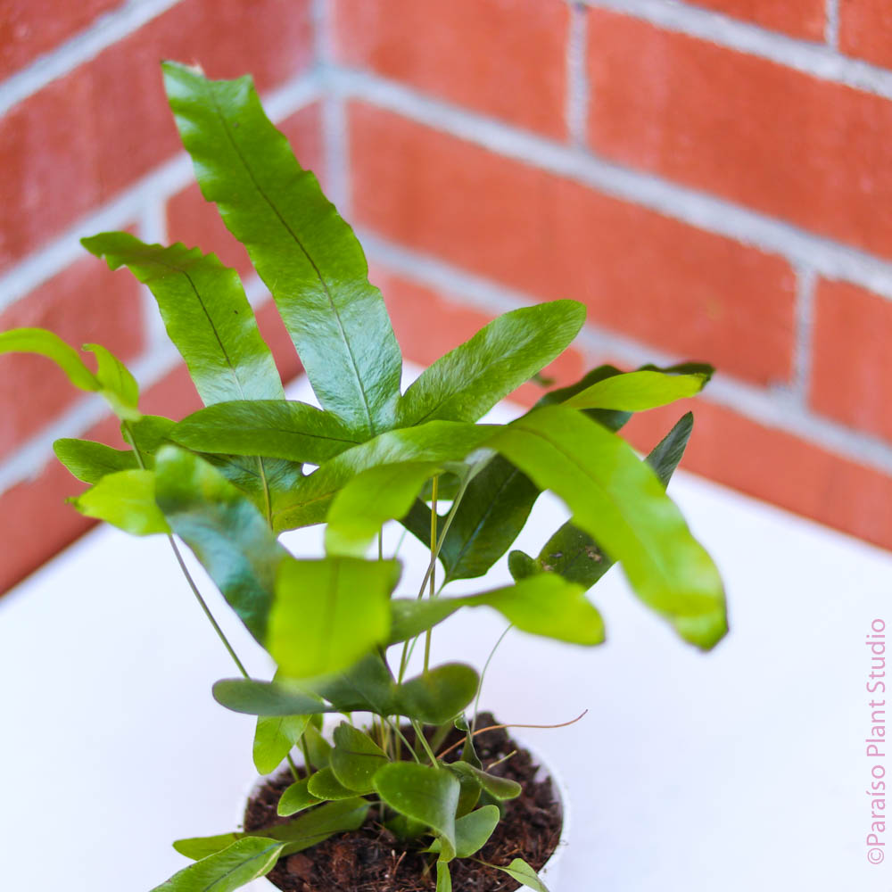 blue star fern propagation Blue Star Fern