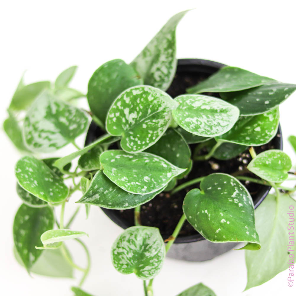 silvery anne pothos Pothos 'Satin' 6" Pot / Nursery Pot
