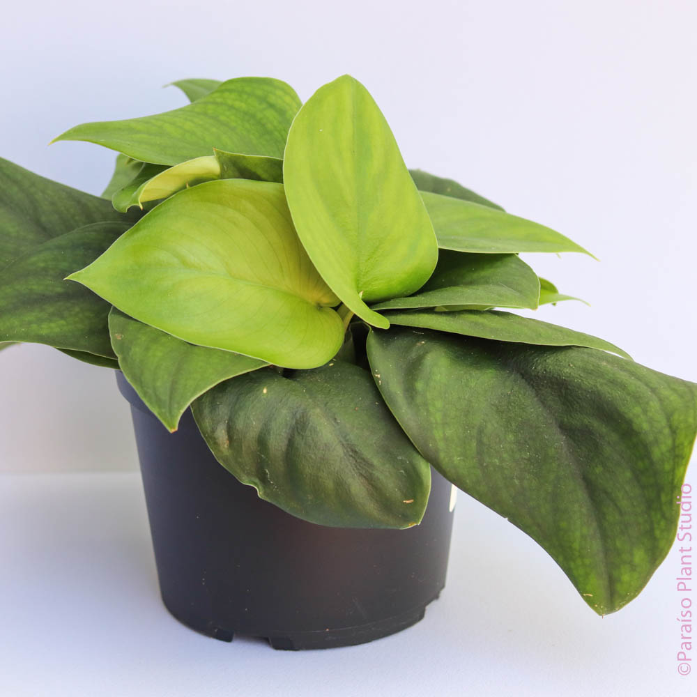 jade satin pothos care 4in-6in Scindapsus 'Jade Satin Pothos'