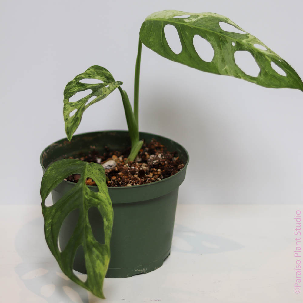 monstera adansonii indonesian mint variegated Monstera Adansonii 'Indonesian Mint'
