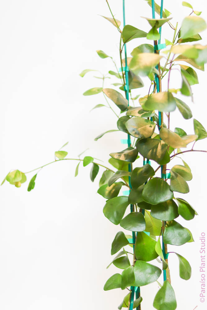 house plants with triangular leaves 10in-14in Ficus Triangularis – Paraíso Plant Studio