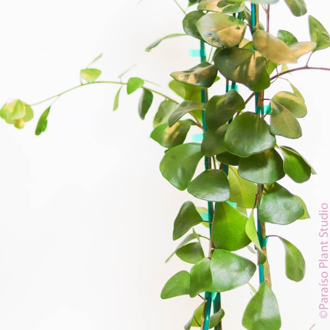 ficus hanging plant 10in-14in Ficus Triangularis – Paraíso Plant Studio