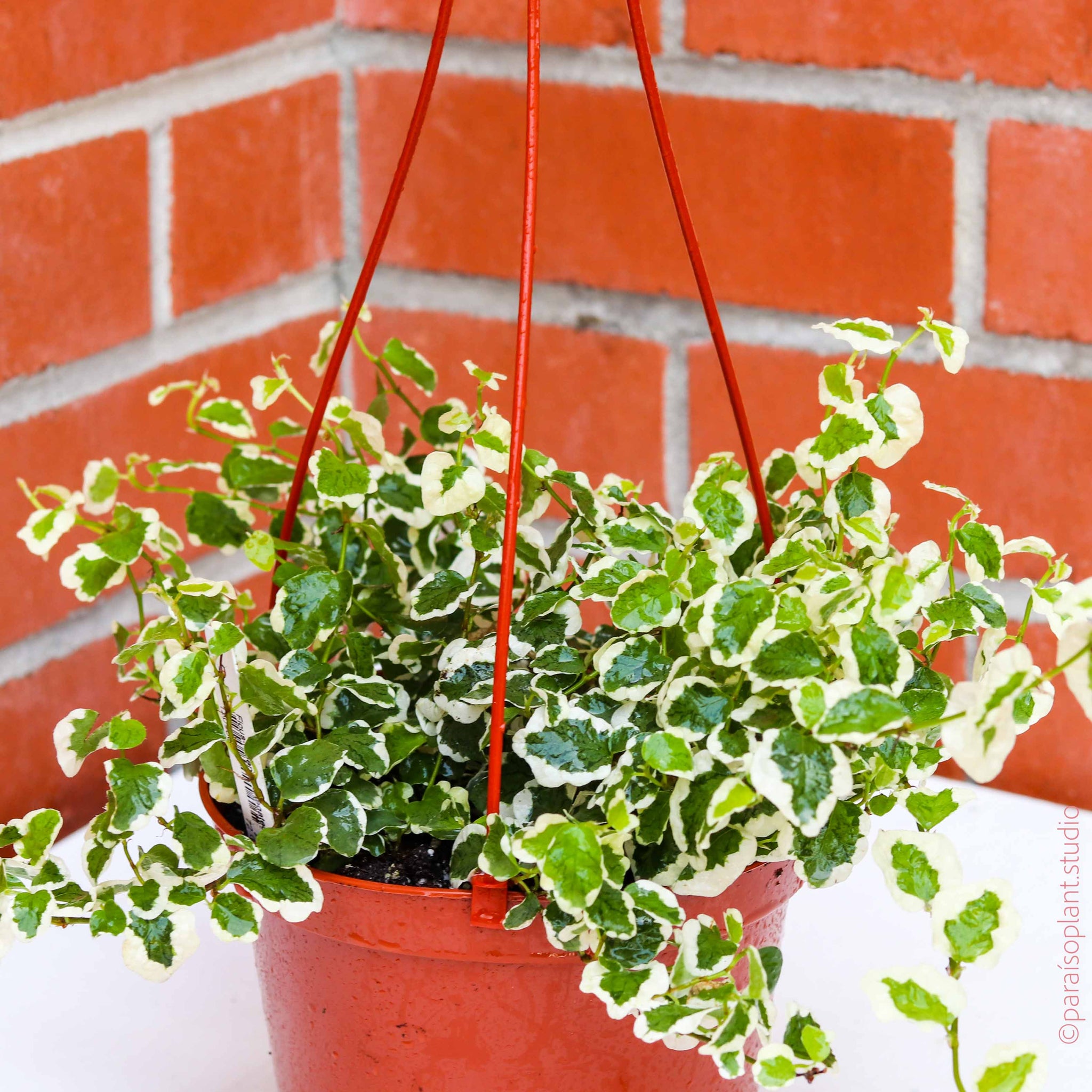creeping fig hanging plant 6in Ficus Repens Variegated – Paraíso Plant Studio