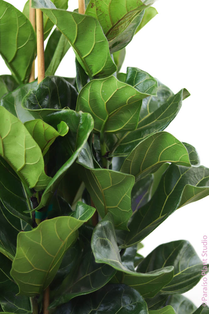 fiddle leaf fig san francisco 15gal Ficus Lyrata "Fiddle Leaf Fig" Column