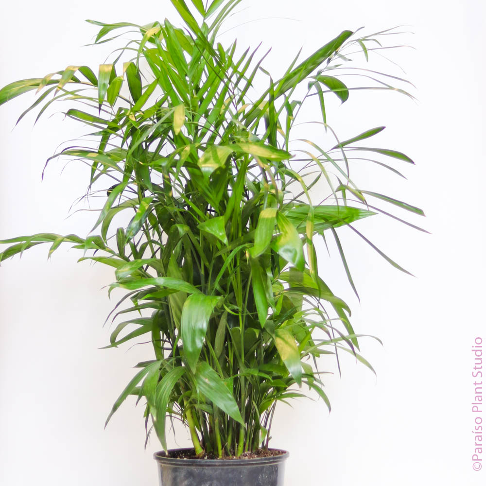 bamboo potted plant indoor 2gal-17in Bamboo Palm – Paraíso Plant Studio