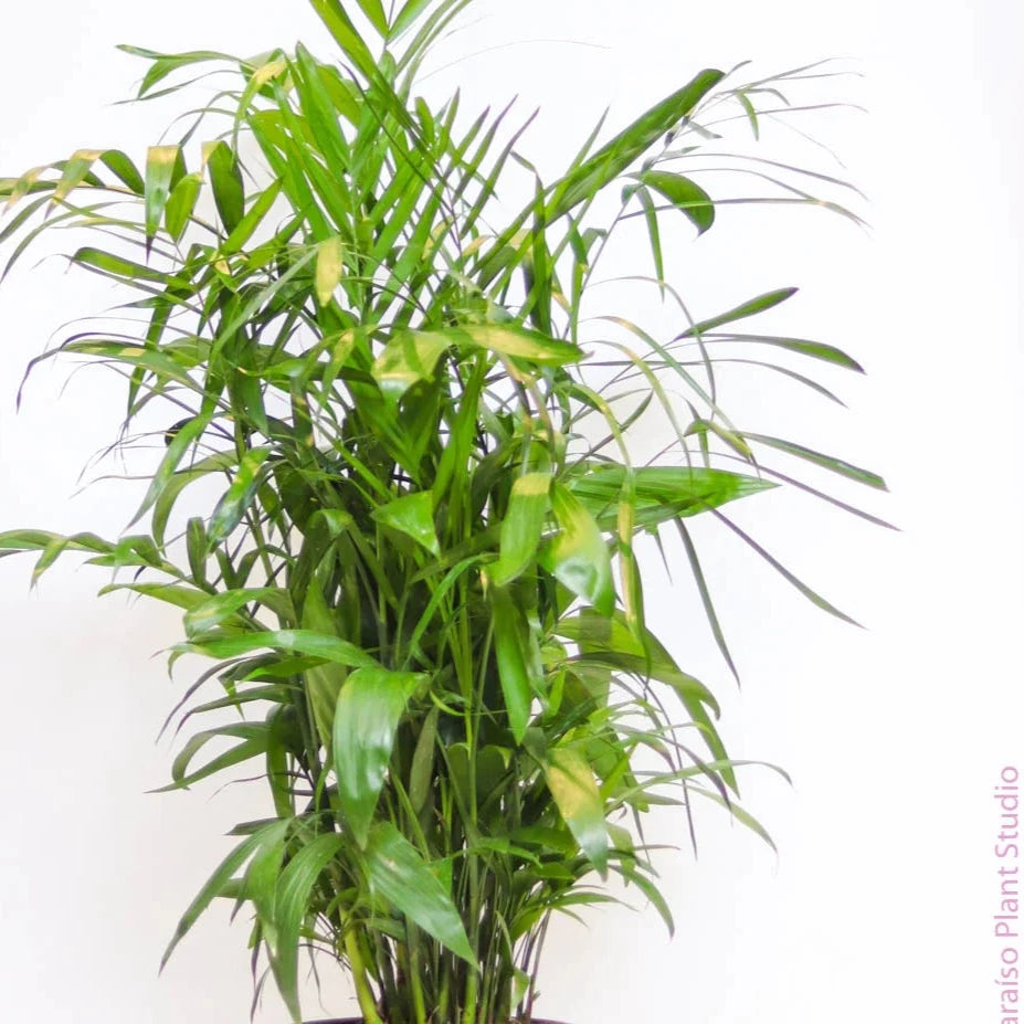 4in-6in Bamboo Palm