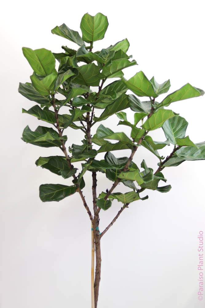 8 ft fiddle leaf fig 14in 5-8ft Ficus Lyrata 'Fiddle Leaf Fig' Standard – Paraíso Plant Studio