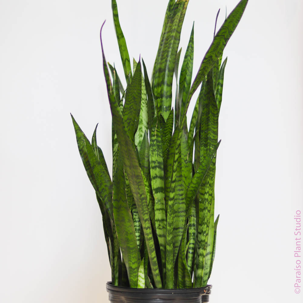 snake zeylanica plant Large - Sansevieria Snake Plant