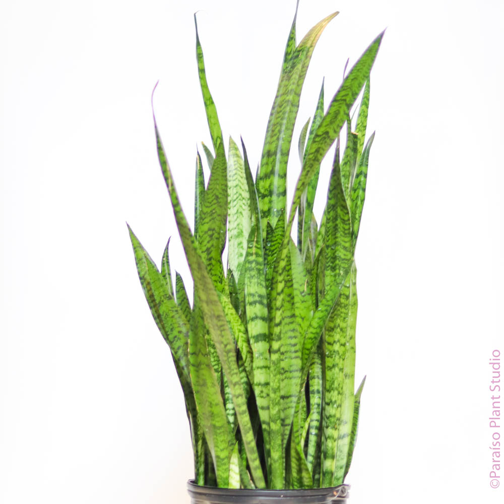 sansevieria zeylanica toxic Large - Sansevieria Snake Plant