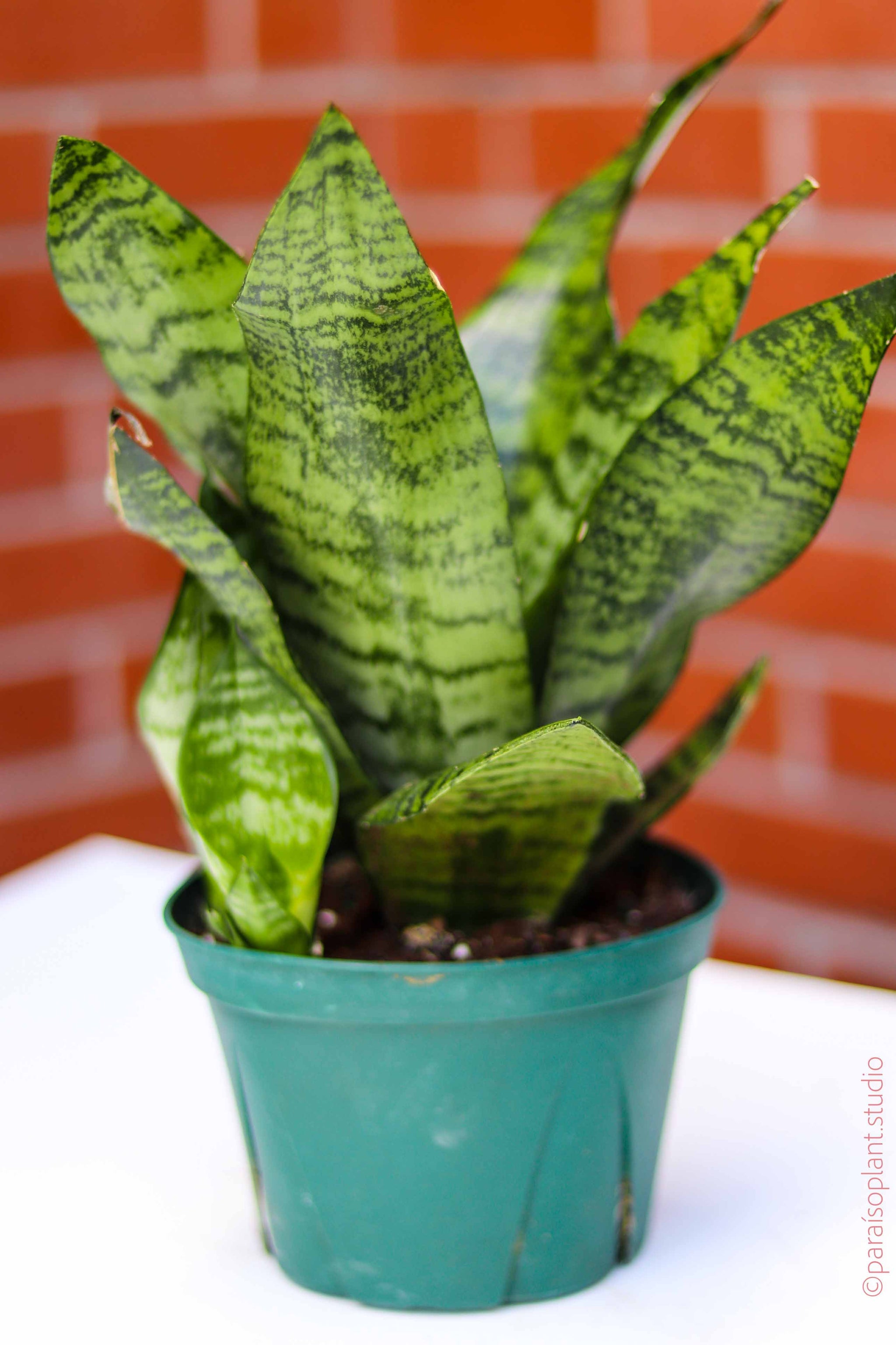 sansevieria robusta 6in Sansevieria Robusta – Paraíso Plant Studio