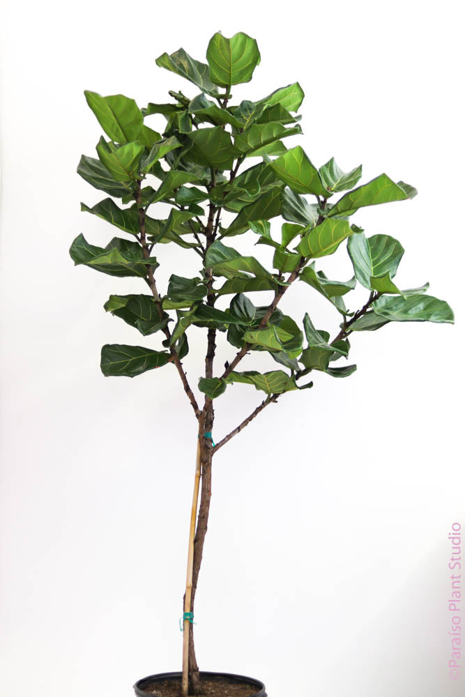 5 fiddle leaf fig tree 14in 5-8ft Ficus Lyrata 'Fiddle Leaf Fig' Standard – Paraíso Plant Studio