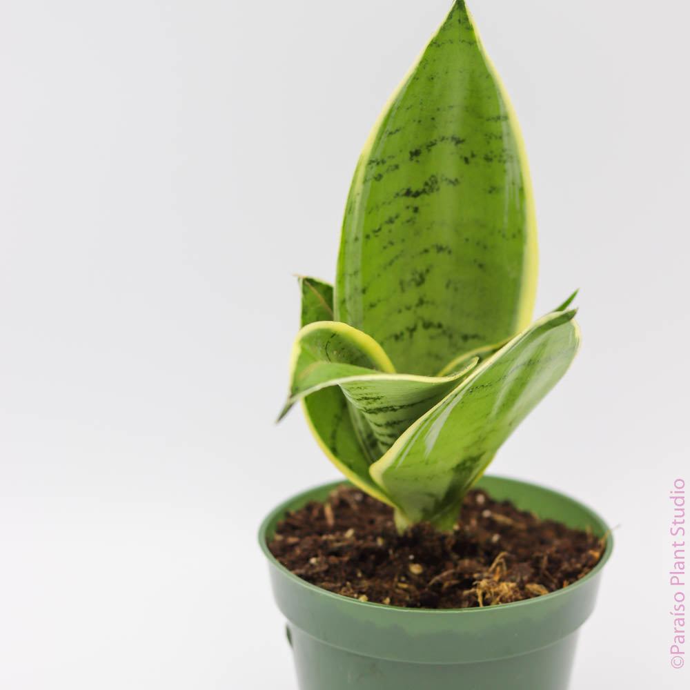 sansevieria owl 4in Sansevieria Night Owl