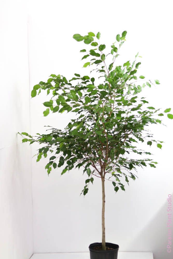 indoor plants palm Pygmy Date Palm