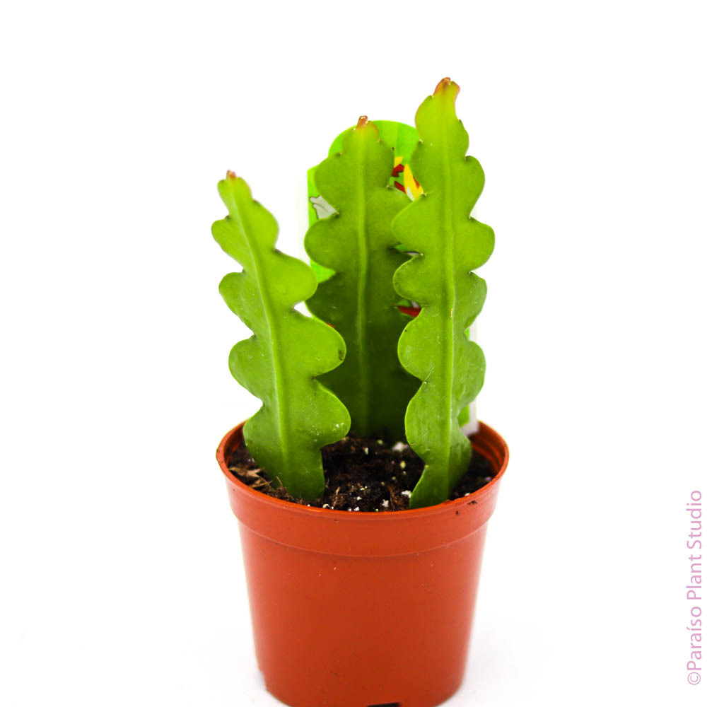 rick rack plant 3in Ric Rac Cactus