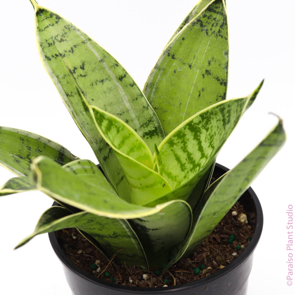 sansevieria owl 5in Sansevieria Night Owl