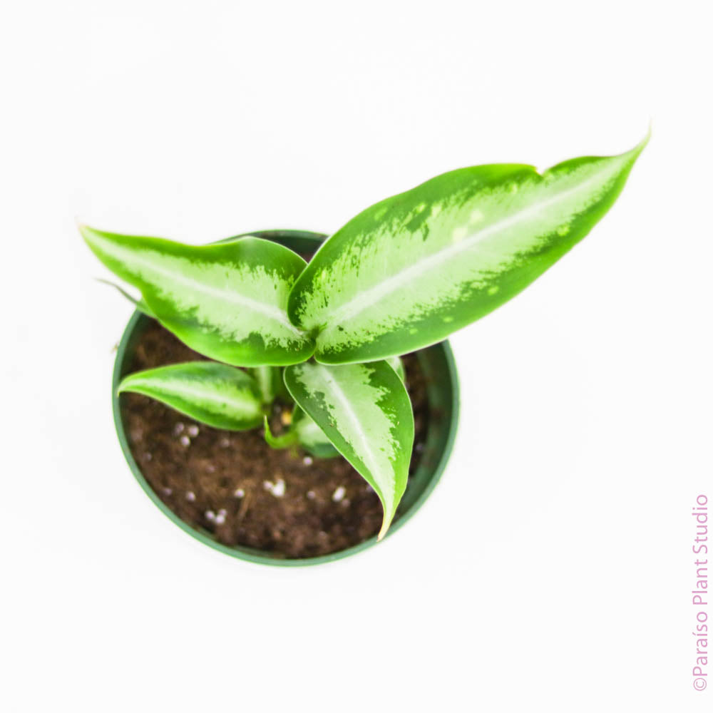 dieffenbachia panther 4in Dieffenbachia Panther – Paraíso Plant Studio