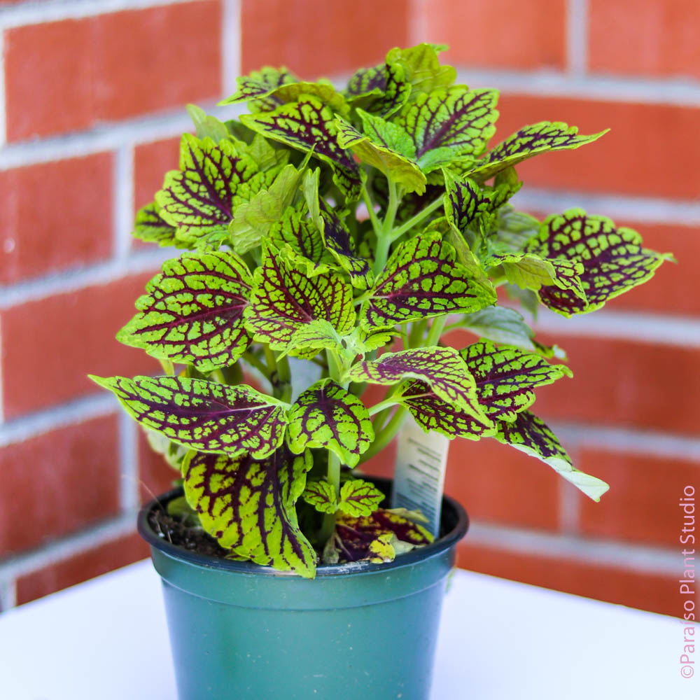 coleus plants in pots indoors 6in Coleus