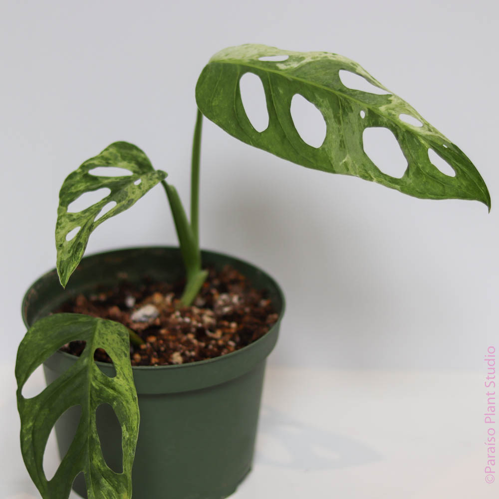 small monstera adansonii Monstera Adansonii 'Indonesian Mint'