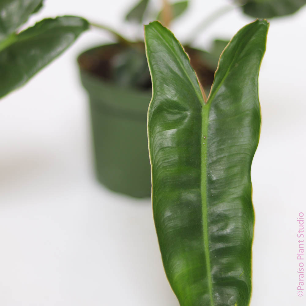 Philodendron Billietiae – Paraíso Plant Studio