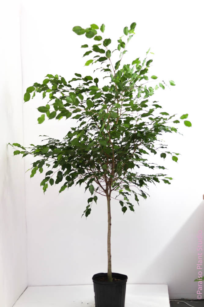 ficus tree house plant Ficus Benjamina