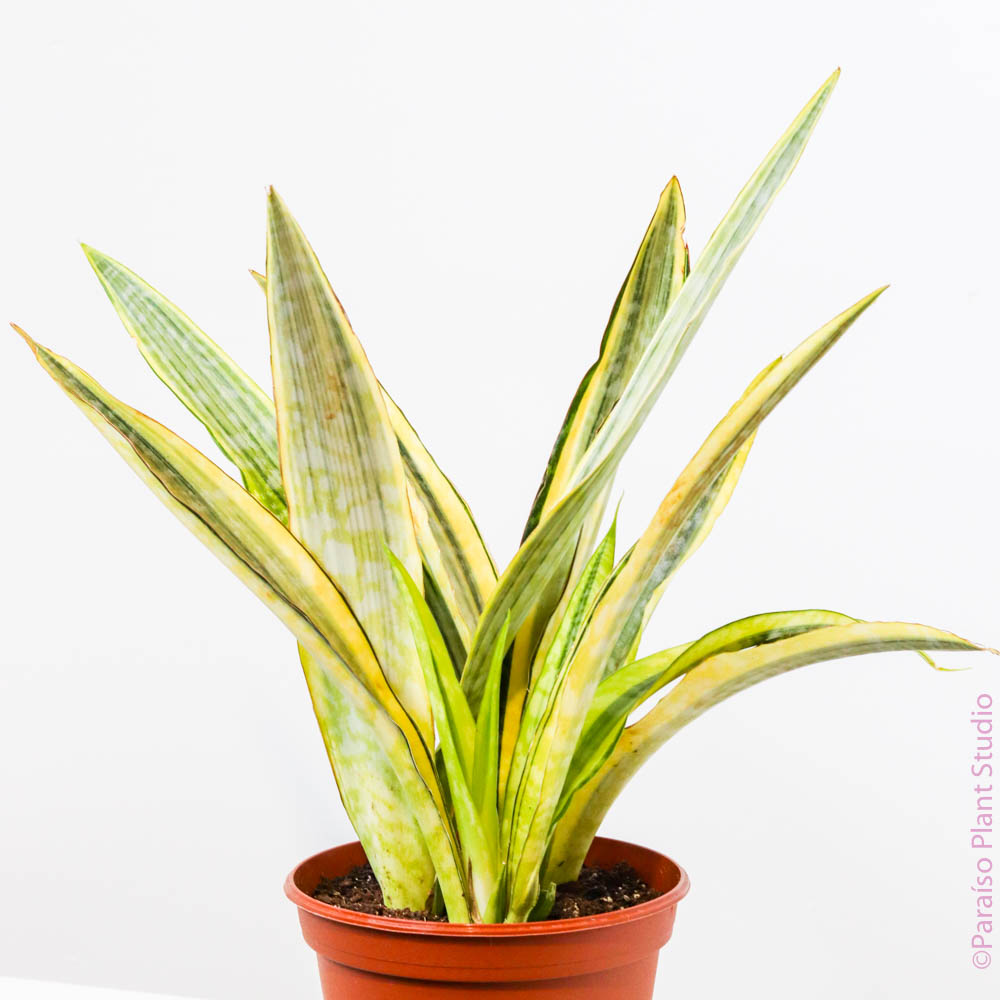 yellow sansevieria 8in Sansevieria Yellow Stone