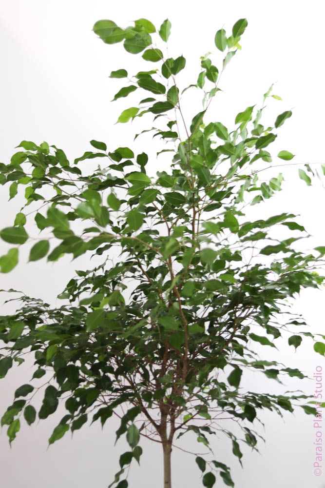 10in-14in Ficus Standard